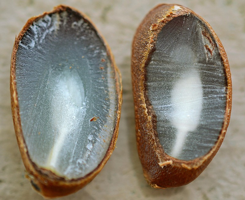 Persimmon seed predicts winter snow. NWS not so certain