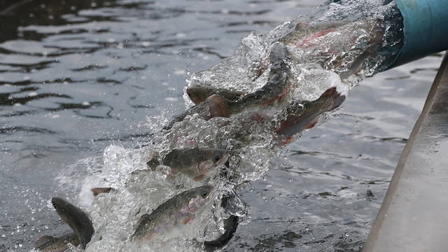 Game and Fish stock lakes with more than 9.4 million fish in 2019