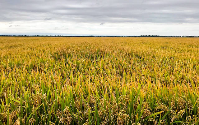 U of A releases new long-grain Clearfield rice variety