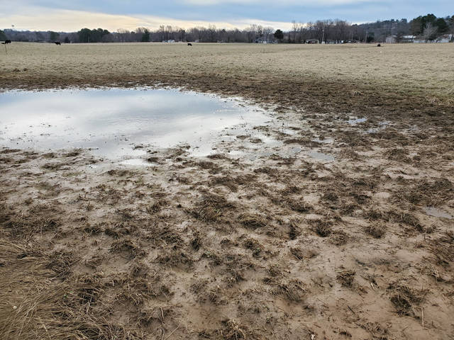 Overseeding key to recovery of wet pastureland, experts say