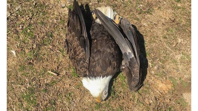 $5,000 offered for information on Cross County bald eagle shooting