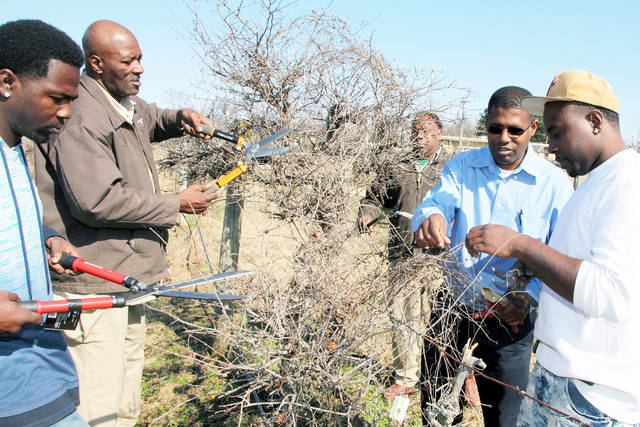 Prune fruit trees for bigger, tastier harvests, UAPB expert says