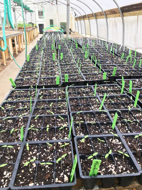 3 lesser-known tomato varieties to be showcased