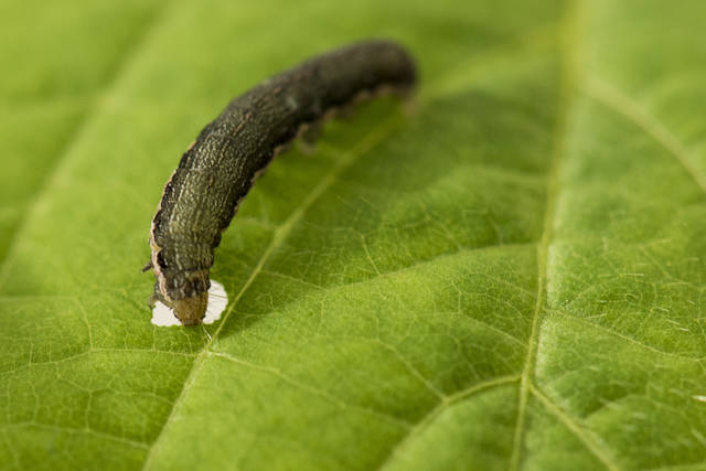Growers should scout pastures for armyworms