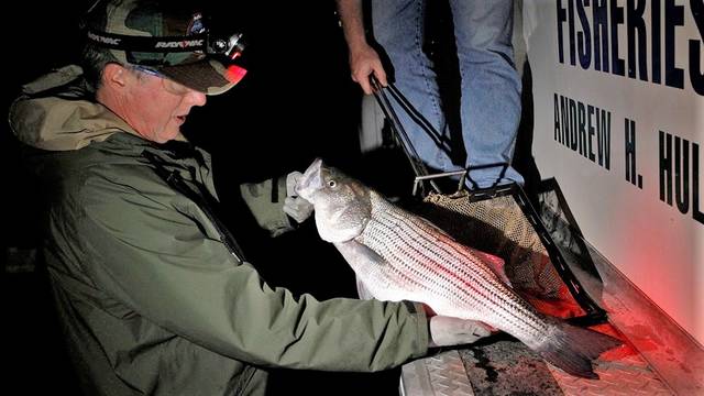 Coronavirus slows Arkansas fish hatcheries, halts 2020 striped bass project