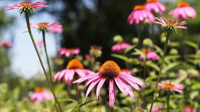 Celebrate Native Plant Week in Arkansas