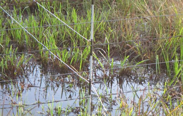Producers can use rotational grazing to save money, control weeds, UAPB expert says