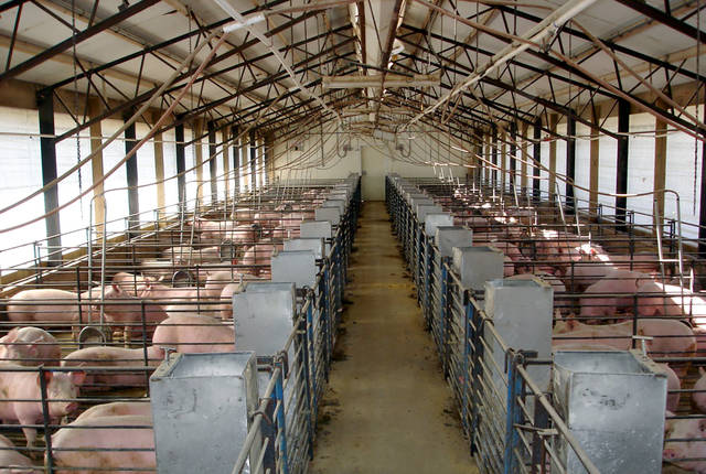 Protein substitutes in feed help reduce swine carbon footprint, UA expert says
