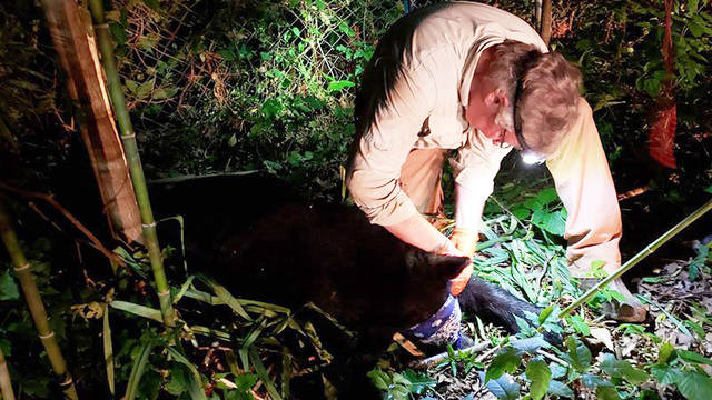 Bear removal in White Hall reminds Arkansans to be ‘Bear Aware’