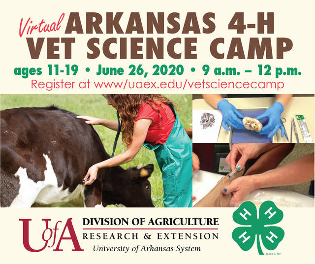 4-H Virtual Veterinary Science Camp to give youth peek into profession