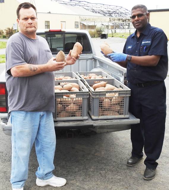 UAPB Extension specialist leads efforts to donate sweet potatoes to residents