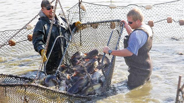 Canceled Arkansas fishing derbies result in bonus catfish stockings