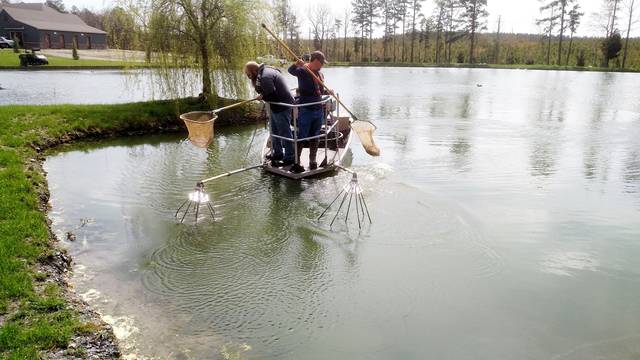 Arkansas aquaculture industry fares well in outbreak, UAPB experts say