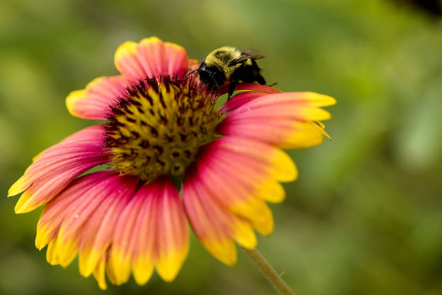 Division of Agriculture entomologist on mission to save Arkansas’ bees