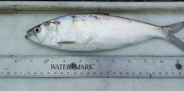 UAPB researchers find elusive Alabama shad during study on the native fish species
