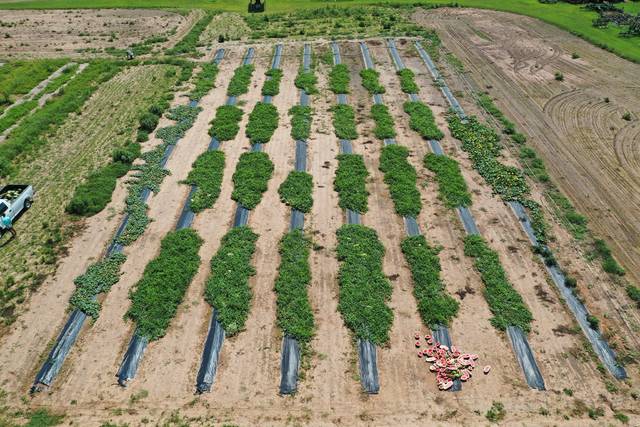 Watermelon variety trial shows hybrids flavorful, old standbys still strong