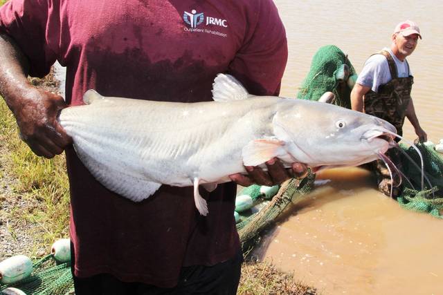 Catfish journey from farm to plate begins at fish hatchery
