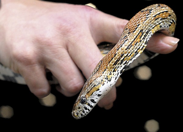 Snake sense: Education reduces fear | Chattanooga Times Free Press