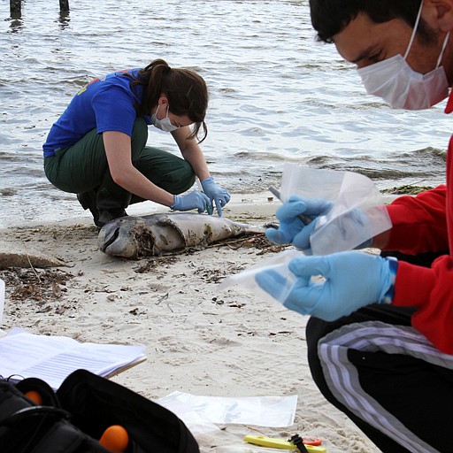 Dead baby dolphins found in Mississippi, Alabama | Chattanooga Times ...