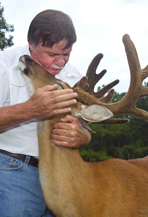 deer raised from birth by local resident Chattanooga Times Free Press