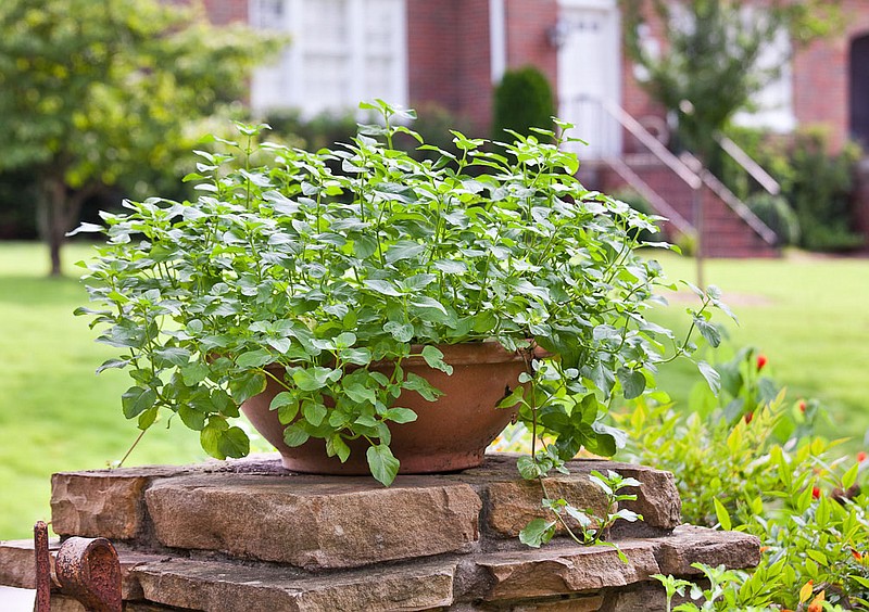 Growing Mint Plants  How to Grow Mint & Mint Plant Care – Bonnie Plants