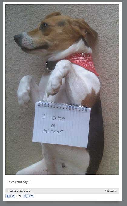bad dog pictures with captions