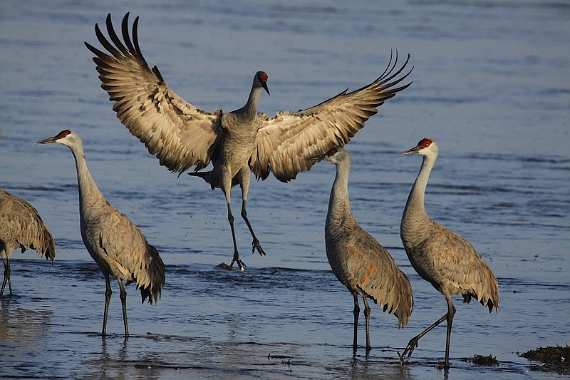 Tennessee Sandhill Crane Festival Chattanooga Times Free Press