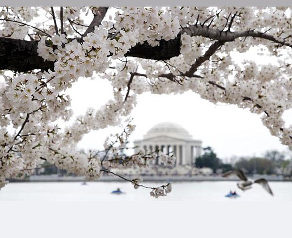 Peak Bloom Dates Announced For D.C. Cherry Trees | Chattanooga Times ...