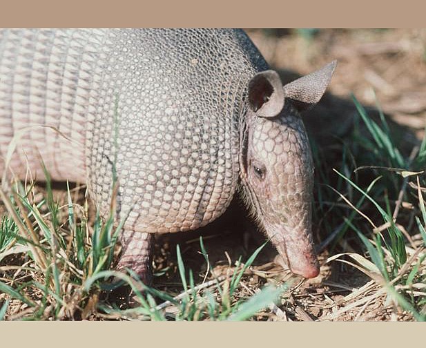 Armadillo invasion spreading in East Tennessee Chattanooga Times Free