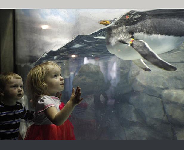 Tennessee Aquarium marks milestone with 20 millionth visitor