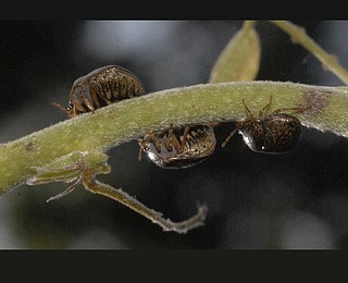Kudzu bugs are here; problem is (besides the stink), they may eat more ...