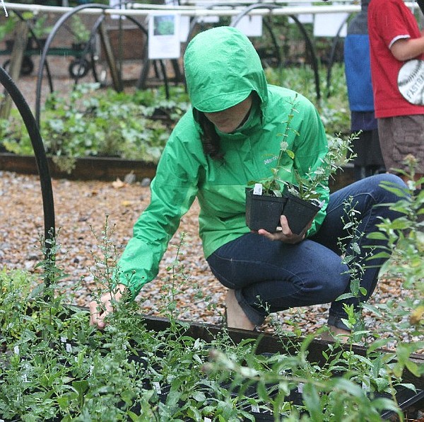 Photo Chattanooga Arboretum and Nature Center 26th annual native plant