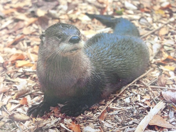 Tennessee Aquarium otter dies after being taken to temporary facility