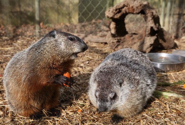 Georgia, Pennsylvania prognosticating groundhogs split on arrival of