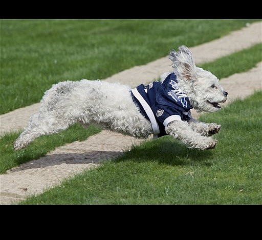 Stray dog Hank becomes big hit in Brewers' camp