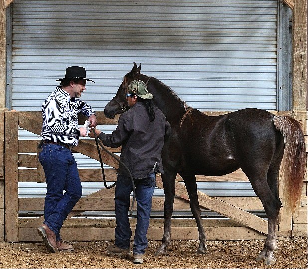 Photo LaFayette's Paradise Arabians horse farms shows off season's
