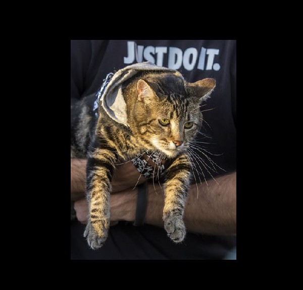 VIDEO: Chattanooga PD homicide investigators rescue cat stuck