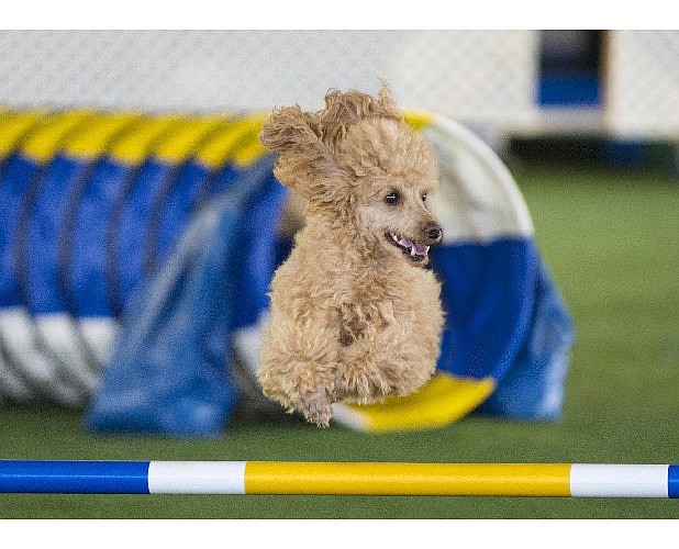 Dashing dogs Agility races gaining popularity Chattanooga Times Free