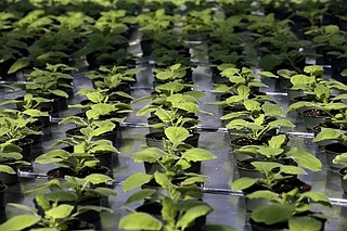 Ebola puts focus on drugs made in tobacco plants
