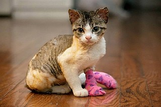 Kitten that was burned in Cleveland, Tenn., dies from fire injuries ...
