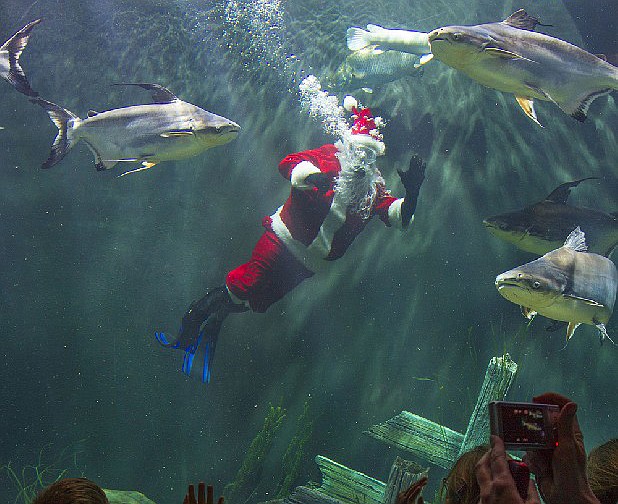Scuba Claus waves to visitors at the Tennessee Aquarium.