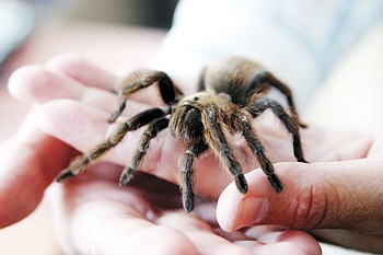 Photo by Arkansas Democrat-Gazette -- Did you know that there are more than 800 species of tarantulas? Find out more about these fuzzy arachnids Saturday at Pet Care Warehouse.