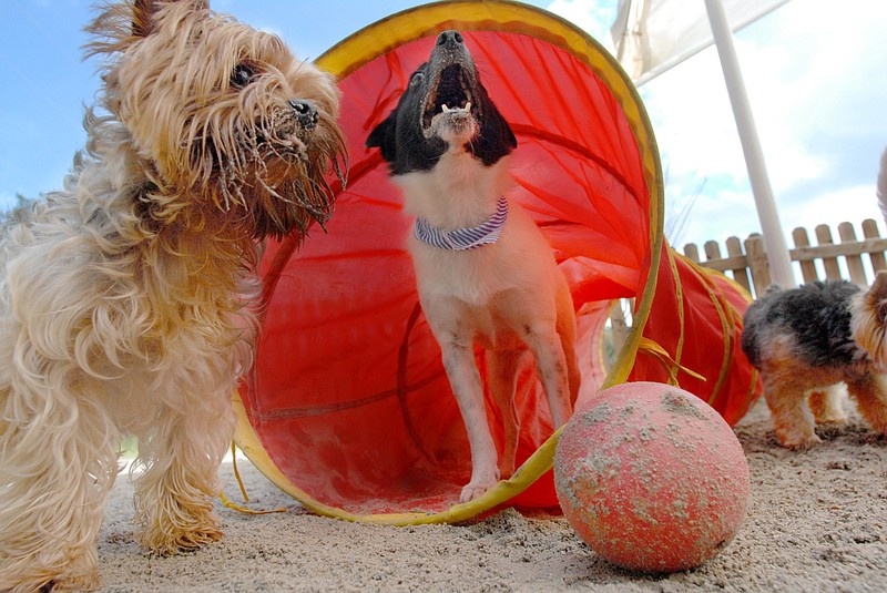 Staff Photo by Allison Kwesell<br>
Louie V, left, and P.D.Q. take a break from playing with a ball in the small dog playpen at Play Dog Excellent LLC in Red Bank.