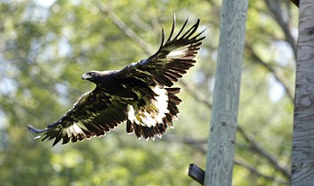 Reward offered for information about bald eagle shot, killed in Washington  County