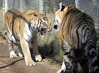 Staff photo by John Rawlston/Chattanooga Times Free Press - Sep 23, 2010
A female bengal tiger, left, snarls at a male at the Tigers for Tomorrow at Untamed Mountain facility near Collinsville, Ala. Tigers for Tomorrow is a rescue shelter for exotic animals, and some other animals, too.