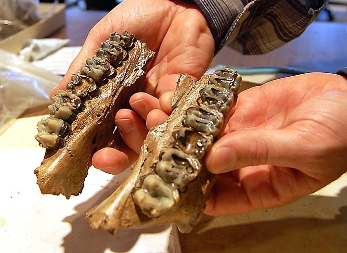 In an Oct. 19, 2010 photo, Brian Compton displays fossils found at the Gray Fossil Site in Johnson City, Tenn. Excavations at the Gray Fossil Site this summer funded by a federal grant have yielded many new specimens.  (AP Photo/Johnson City Press, Rex Barber)