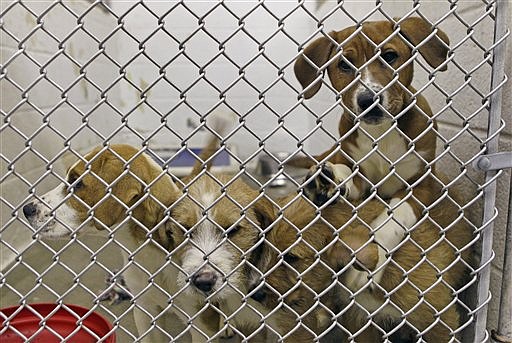 Dogs fill a kennel at the Lenoir County Animal Shelter in Kinston, N.C. Animals routinely go from overloaded Southern shelters like this where euthanasia rates sometimes reach 70 percent to the puppy and kitten-starved states of the North.
