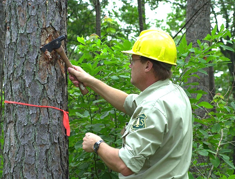 Michael Kluempke, with the U.S. Forest Service chops away some bark from a beetle-infested tree to show the paths of  Southern Pine Beetle in the Daniel  Boone National Forest in Corbin, Ky.
