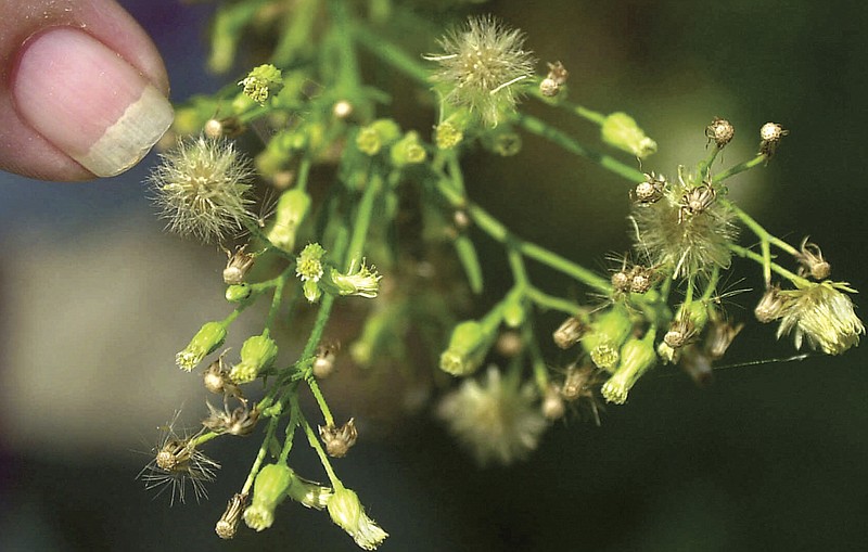 Ragweed is one of the more common fall allergens in our area. The Chattanooga area ranked 11th-worst in the nation for fall allergies in a new study.