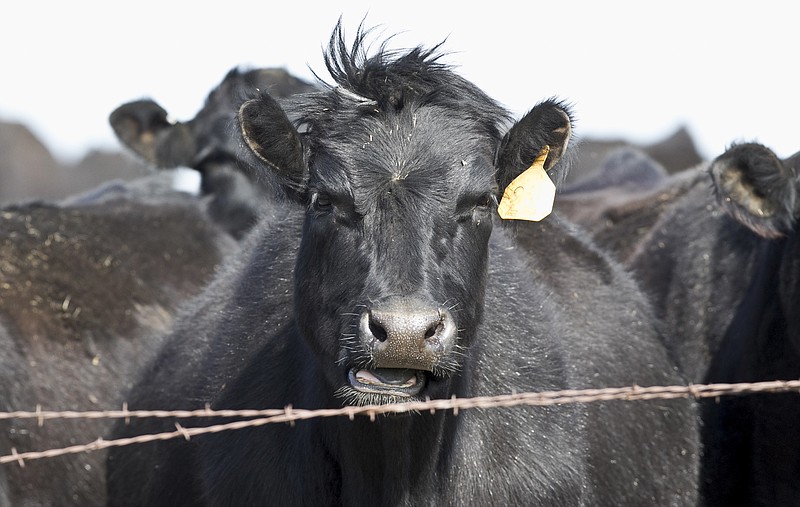 A cow stands with others in DeWitt, Neb., Wednesday, April 25, 2012. The beef industry responded swiftly after the first new case of mad cow disease was found in the U.S. since 2006. With billions of dollars at risk, the USDA and other government officials quickly explained that consumers were never at risk because none of the animal's meat was bound for the food supply. (AP Photo/Nati Harnik)
Summary